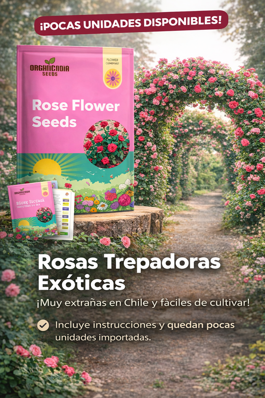 200 Semillas Rosas Trepadoras Importadas